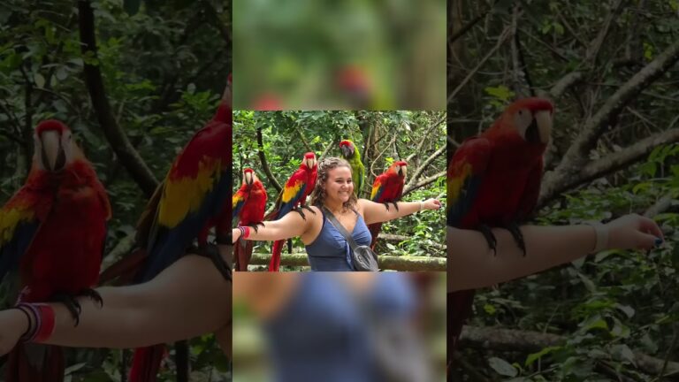 Amazing Parrot Paradise! Watch Now!