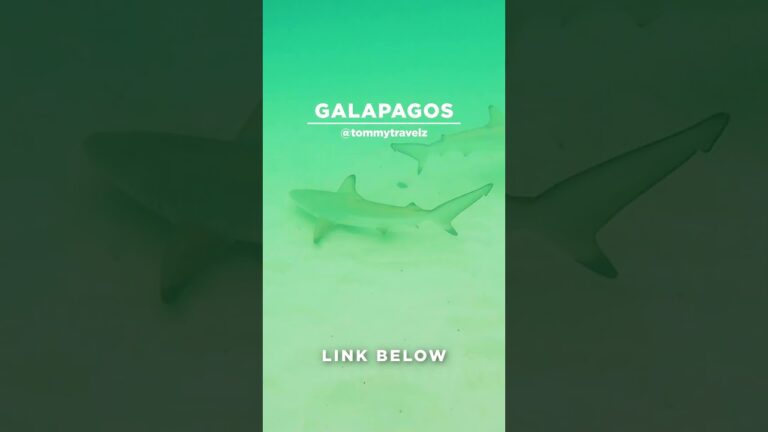 #TommyTravelz #travelnow #traveltips #galapagos #sancristobal #santacruz #islabaltra #isabelaisland
