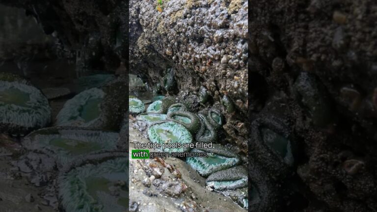 Mistake to Avoid When Visiting Olympic National Park No. 7 #OlympicNationalPark #USNationalparks