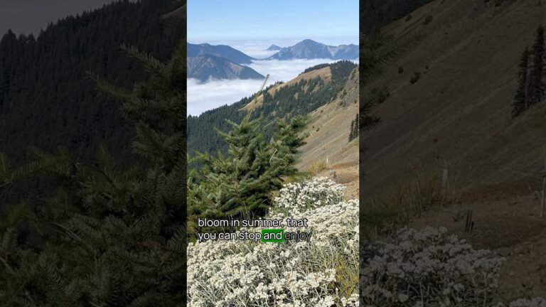 Best Hikes in Olympic National Park No. 1 #OlympicNationalPark #USNationalParks #hiking