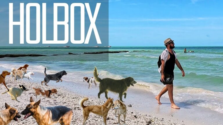 I Found a Secret Car-less Paradise filled with Dogs – Holbox, Mexico