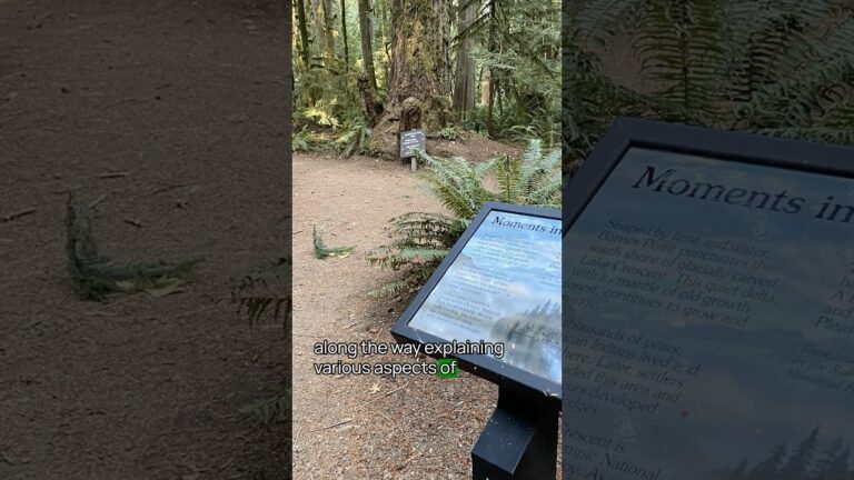 Best Thing To Do in Olympic National Park No. 8 #olympicnationalpark #usnationalparks #bucketlist