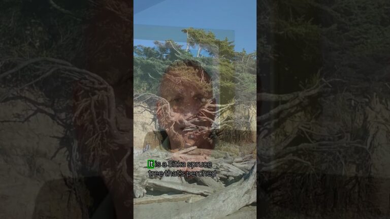 Best Olympic National Park Beach No. 6 #olympic #olympicnationalpark #usnationalparks #bucketlist