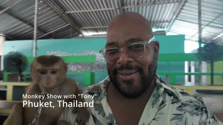 Unleashing Fun: The Kathu Monkey Show Experience in Phuket Thailand!