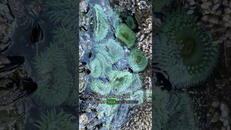 Best Olympic National Park Beach No. 10 #olympic #olympicnationalpark #usnationalparks #bucketlist