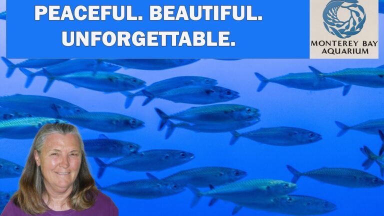 Why Monterey Bay Aquarium Belongs on Every Senior's Travel List