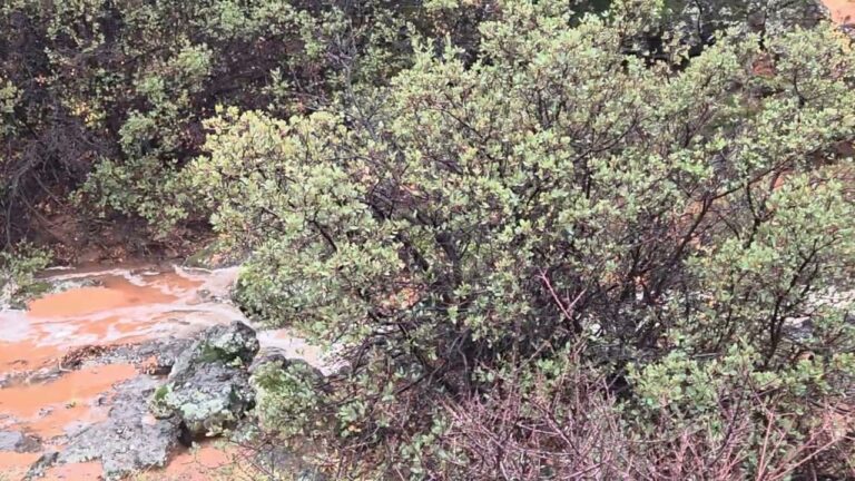 Surprise waterfall and flash flood during rain storm at campground. Part 2