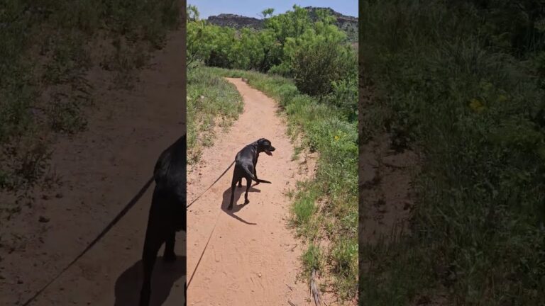 Hiking the Kiowa Trail with Dogs in Palo Duro Canyon State Park, Texas | Dog-Friendly Texas #hiking