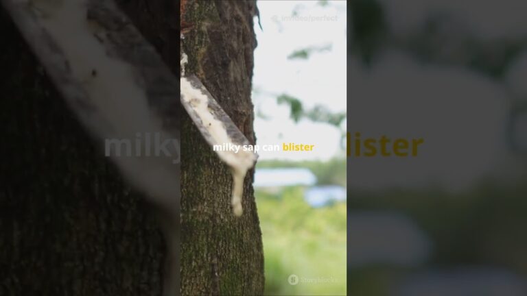 Hug this tree? 😵 The Tree that Bleeds Poison Sap – Manchineel Tree